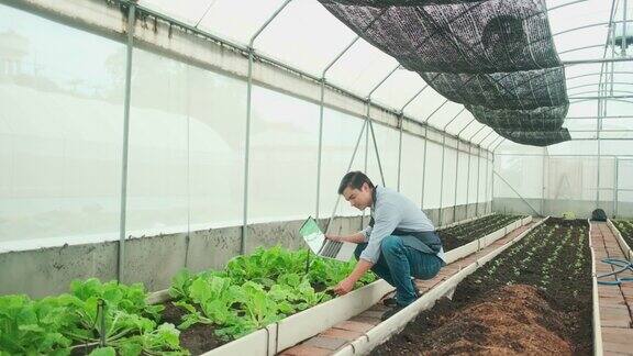 男农民用笔记本电脑在种植温室新鲜的有机蔬菜