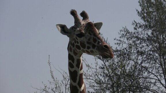 野生动物园的南非长颈鹿
