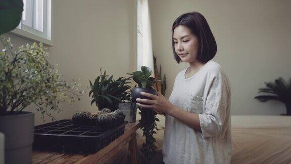 亚洲女园丁看仙人掌盆栽植物在家里