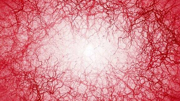 人体血管的三维循环动画红色的毛细血管白色背景上的眼血解剖背景医学概念