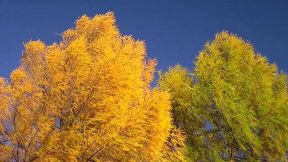 美丽的金色云杉秋天与蓝天背景4K..ProRes422总部