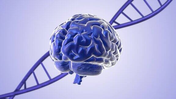 人类大脑三维医学背景与dna