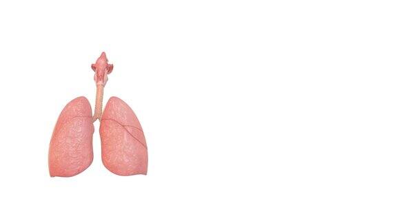 吸烟的肺损伤