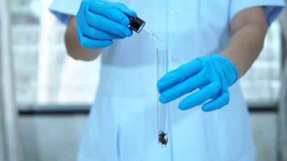 科学家们在实验室中提取大麻油用于治疗癌症患者