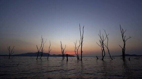 湖里的枯树