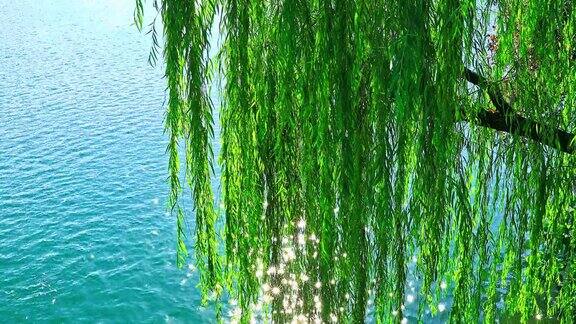 垂柳绿水在杭州