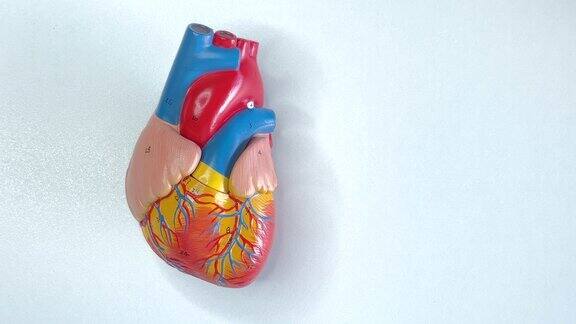 人体心脏模型