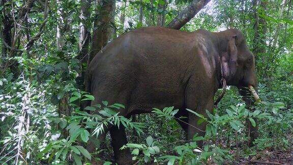 一只大象在一棵树上抓背的侧视图