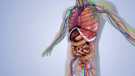 人体的淋巴系统和内部器官