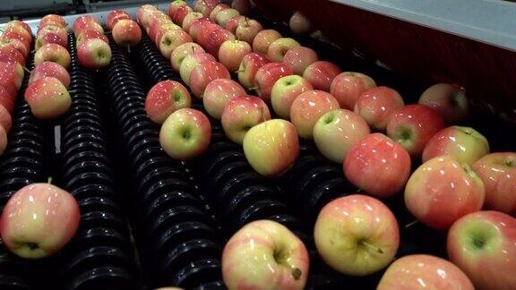 苹果采后处理用食品加工机械