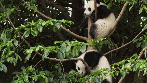 树上的两只可爱的熊猫宝宝4k