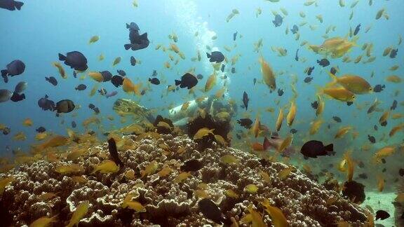 珊瑚礁和热带鱼菲律宾