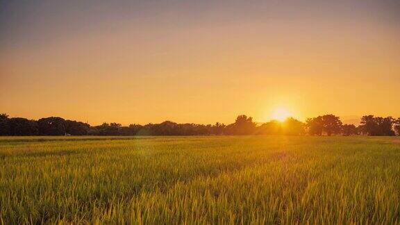 4K时光流逝:在清晨规划稻田和美丽的日出