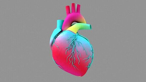 人体心脏跳动解剖动画彩虹纹理的心脏模型