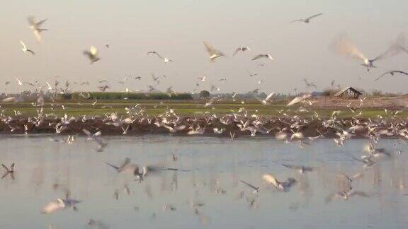 鸟儿在沼泽上飞翔