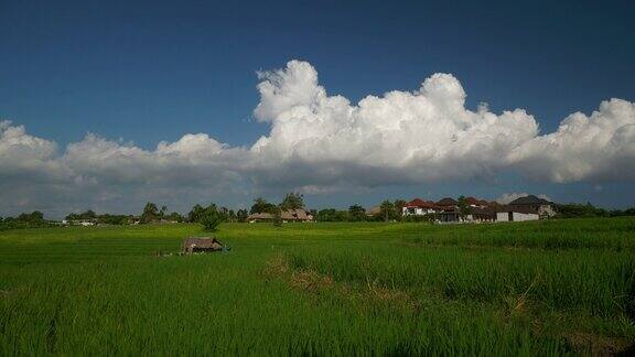 巴厘岛晴天著名的稻田梯田全景4k印尼