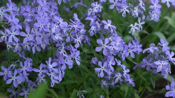 极好的蓝色深色中心蓝夹竹桃花夏季花园的花卉背景花坛上的长春花花蕾