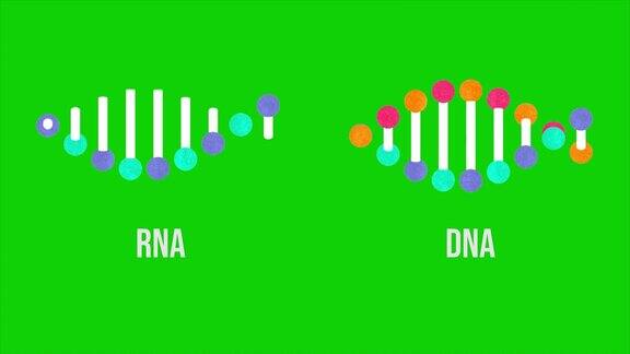 基因DNA和RNA结构绿屏