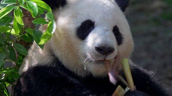 大熊猫吃竹子成都中国