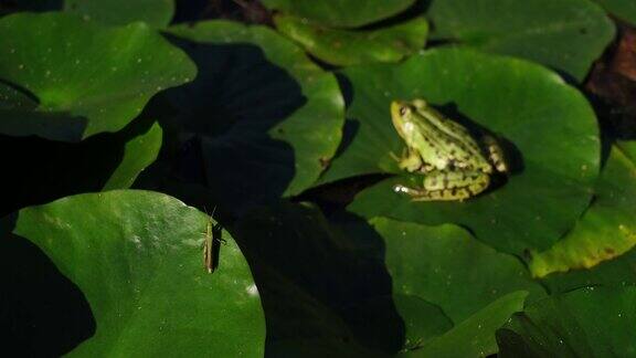 蚱蜢坐在树叶上旁边是一只绿色的青蛙
