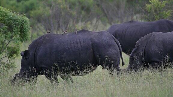 一群白犀牛在大草原上安全的草地上吃草犀牛角修剪好了