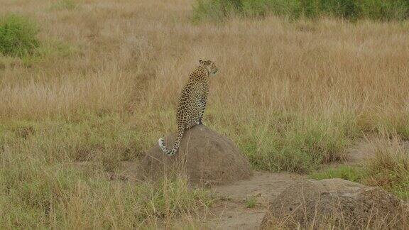 非洲乌干达伊丽莎白女王公园一只带追踪项圈的豹子后腿坐在岩石上观察周围的景观