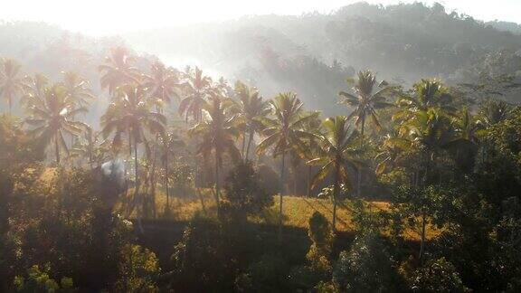 令人惊叹的椰子树和热带森林在巴厘岛鸟瞰图
