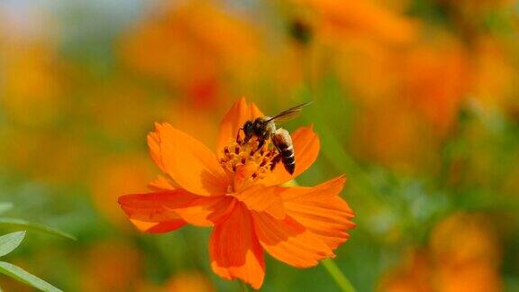 在花上工作的蜜蜂
