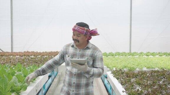 在温室里种植绿色沙拉和蔬菜的水培法园丁们精心照料有机蔬菜一个园丁走在菜地里