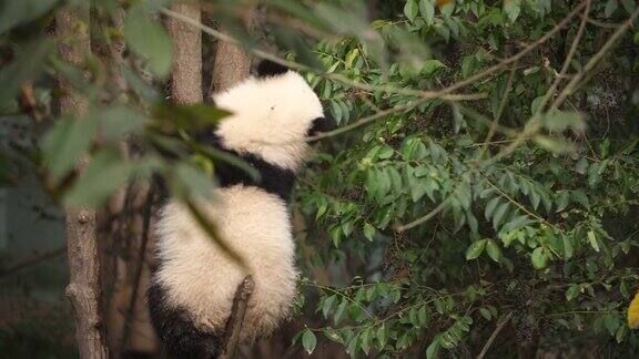 树上一只可爱的熊猫宝宝4k