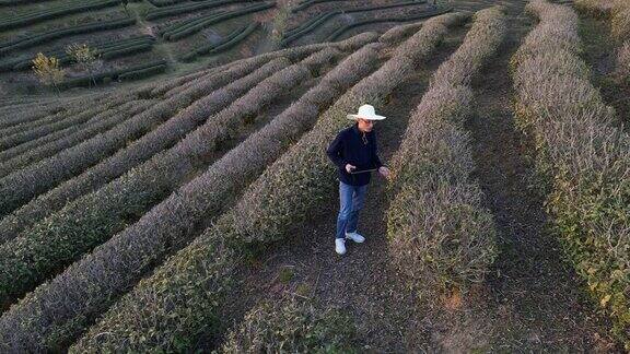 农民在茶园工作的鸟瞰图