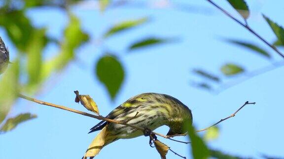 鸟-栖息在树枝上的欧亚金雀(金雀)