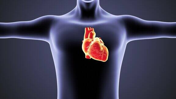 人体循环系统心脏解剖概念