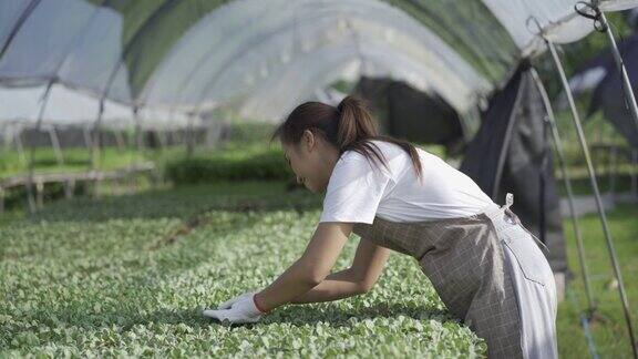 亚洲女园丁检查新鲜农产品质量在各种蔬菜农场4k视频