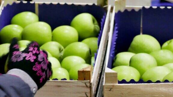 水果种植业与青苹果精选
