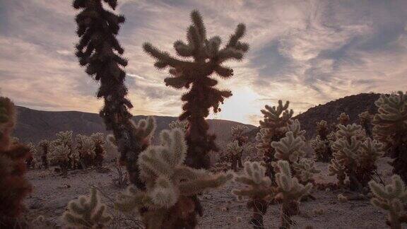 电影般的沙漠黄昏延时与仙人掌景观