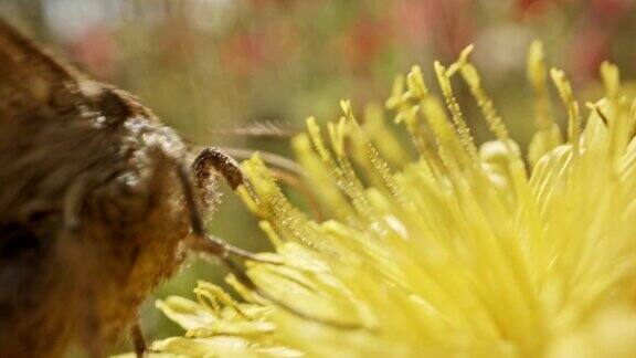 授粉-特别微距拍摄一只蝴蝶在花上喝花蜜