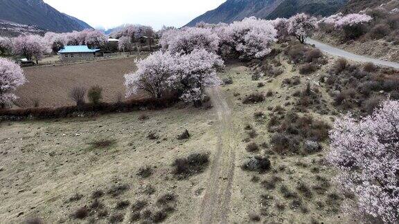 中国西藏春季景观的航拍画面