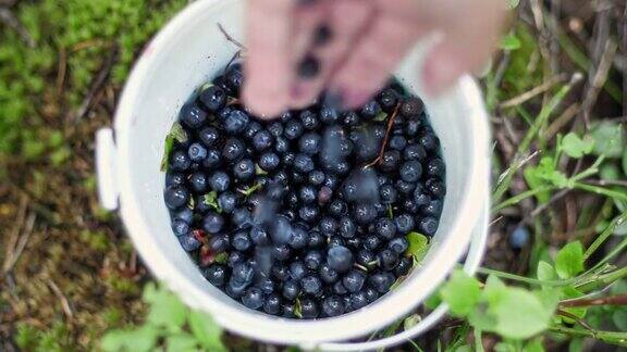 在瑞典北部手往桶里装蓝莓的俯视图