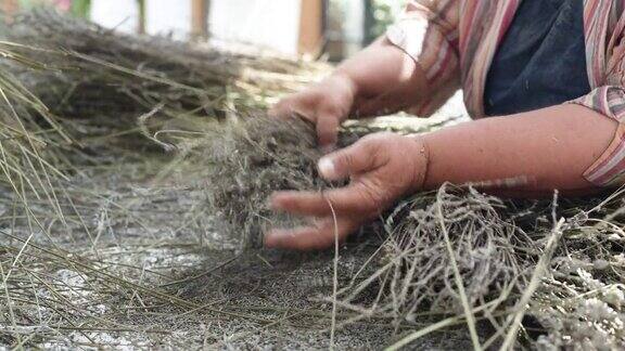 农妇手中的薰衣草枝干用于烹饪芳香产品