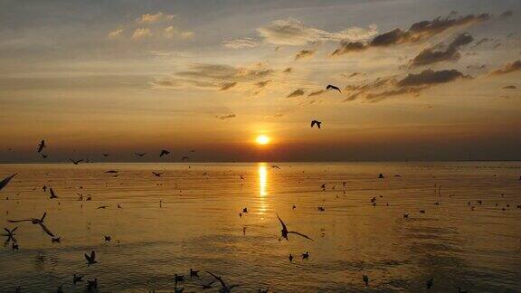 日落时海面上飞翔的海鸥