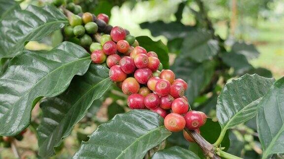 泰国北部的阿拉比卡咖啡豆种植园