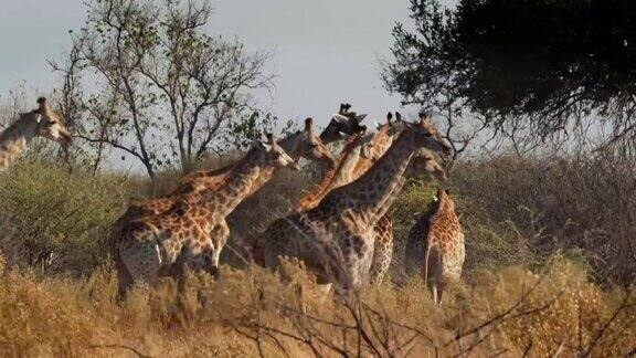 长颈鹿的家庭