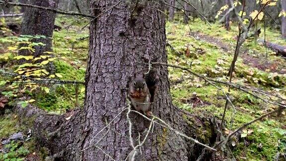 森林中红松鼠在树枝上啃松果