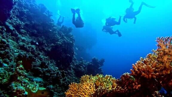 水下生活在珊瑚礁附近潜水