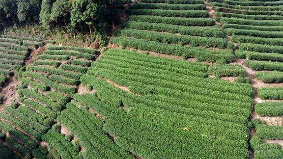 航拍绿茶种植园