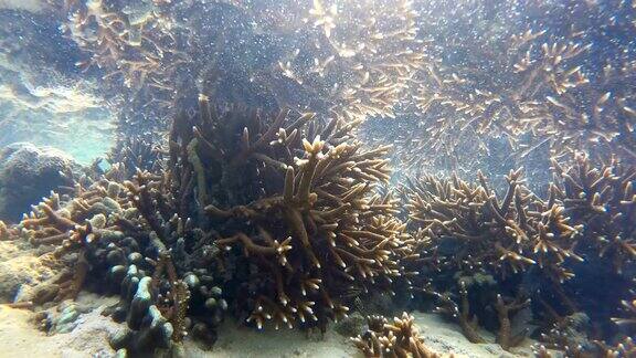 完美的珊瑚礁在拉威海普吉岛