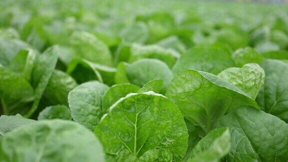 有机蔬菜温室的绿色蔬菜特写