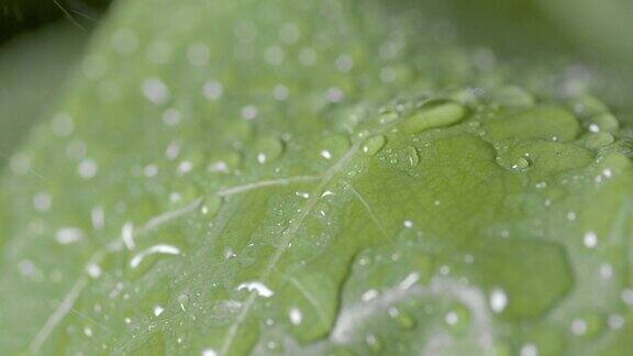 雨水落在绿叶上雨滴滚在绿叶上