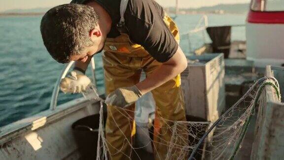 中成年渔夫将墨鱼从网中移出